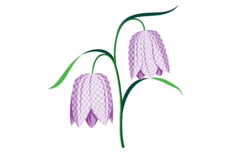 drawing of a snake's head fritillary