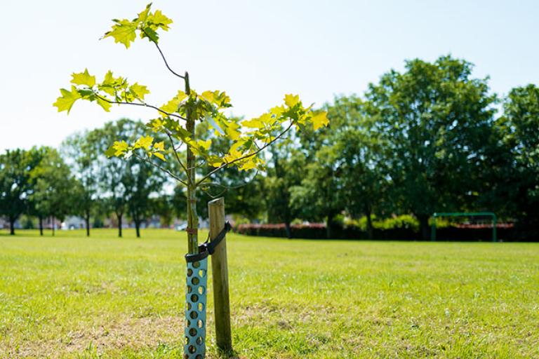 a young tree planted in an open green space