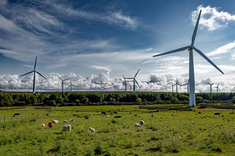 wind turbines in a field of sheep