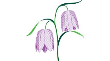 drawing of a snake's head fritillary