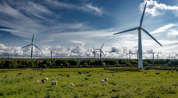 wind turbines in a field of sheep