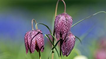 snake's head fritillary flowers
